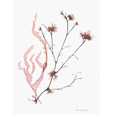 Seaweed Artist - Seaweed Art Greeting Cards Design #1