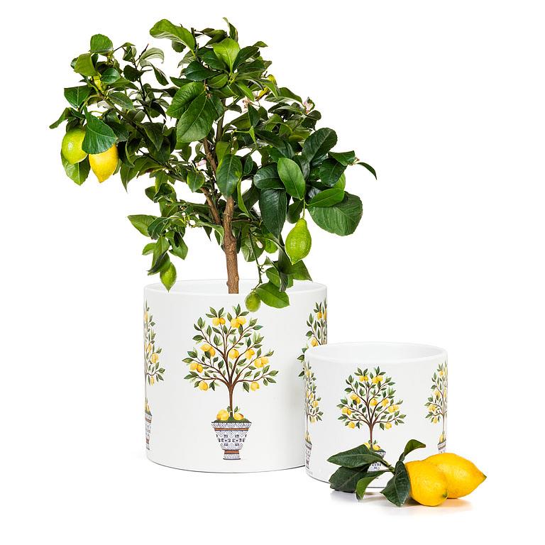 Lemon Tree Small Planter