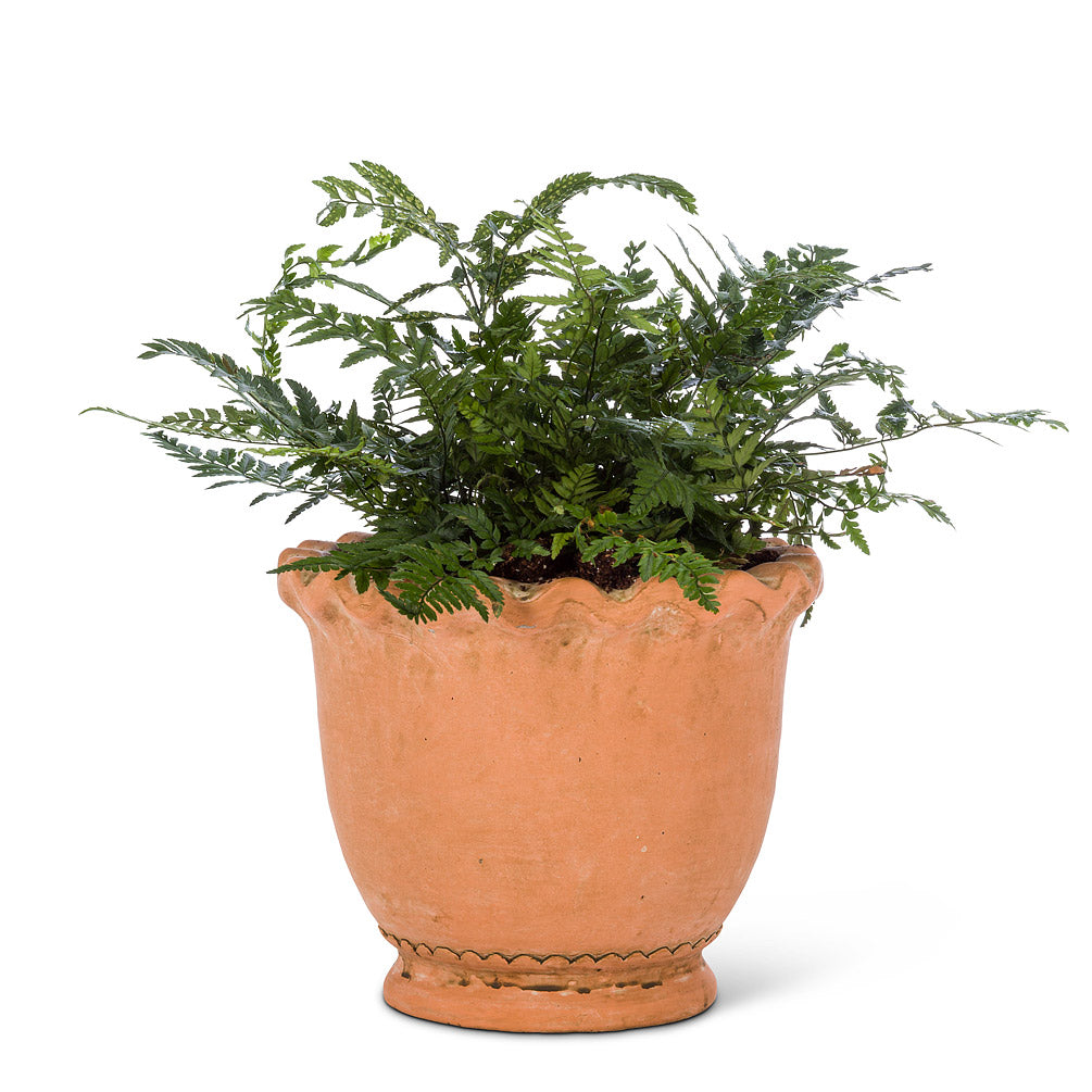 Round Ruffled Planter - Medium 6"H