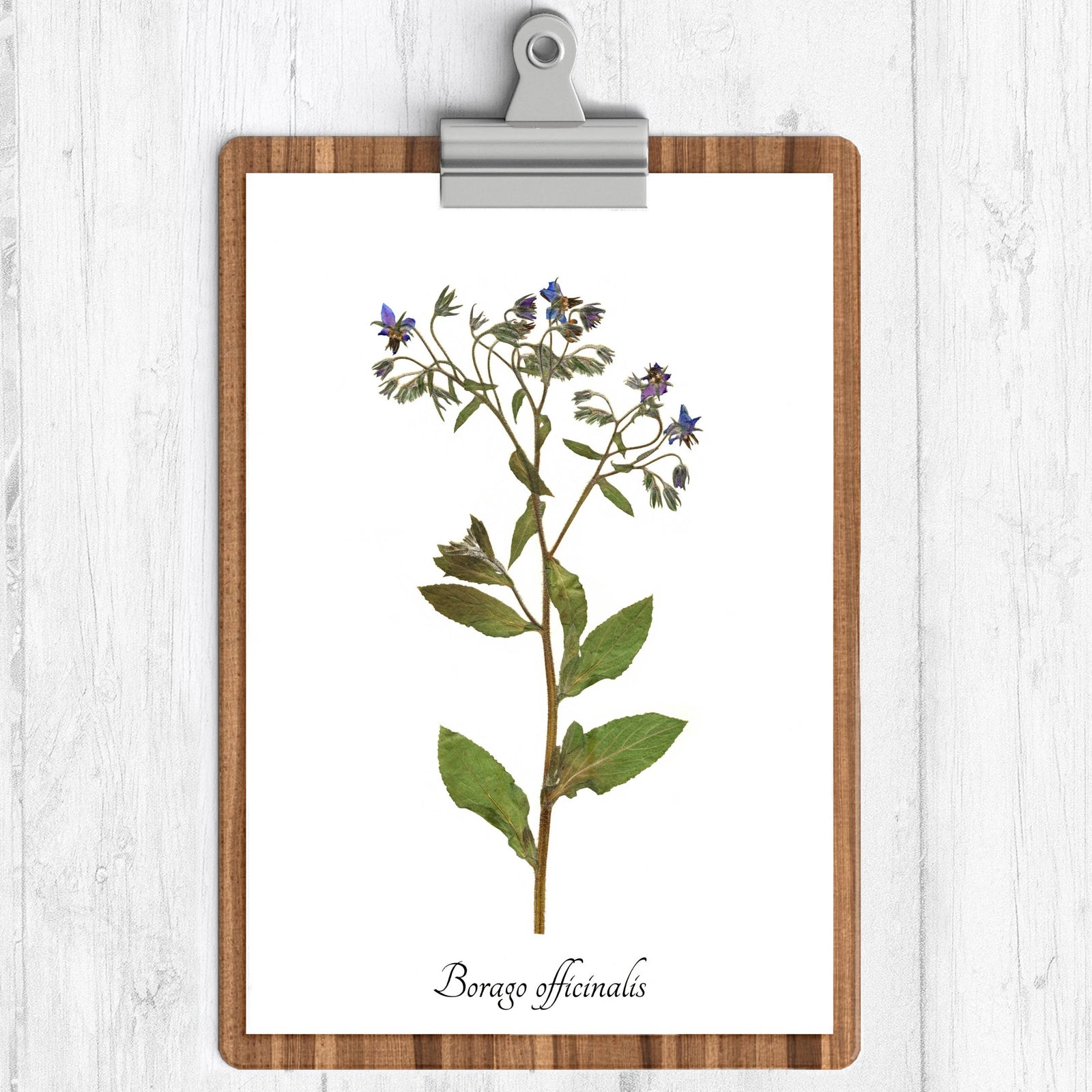 Borage Botanical Print