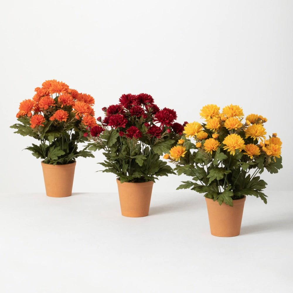 Sullivan's Floral Autumn Potted Mums | Putti Fine Furnishings