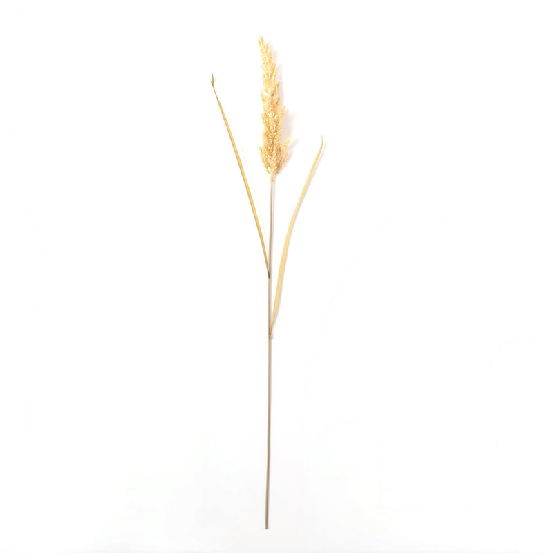 Field Grass Stalk