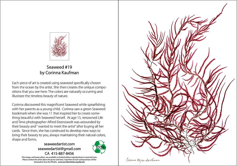 Seaweed Artist - Seaweed Art Greeting Cards #19