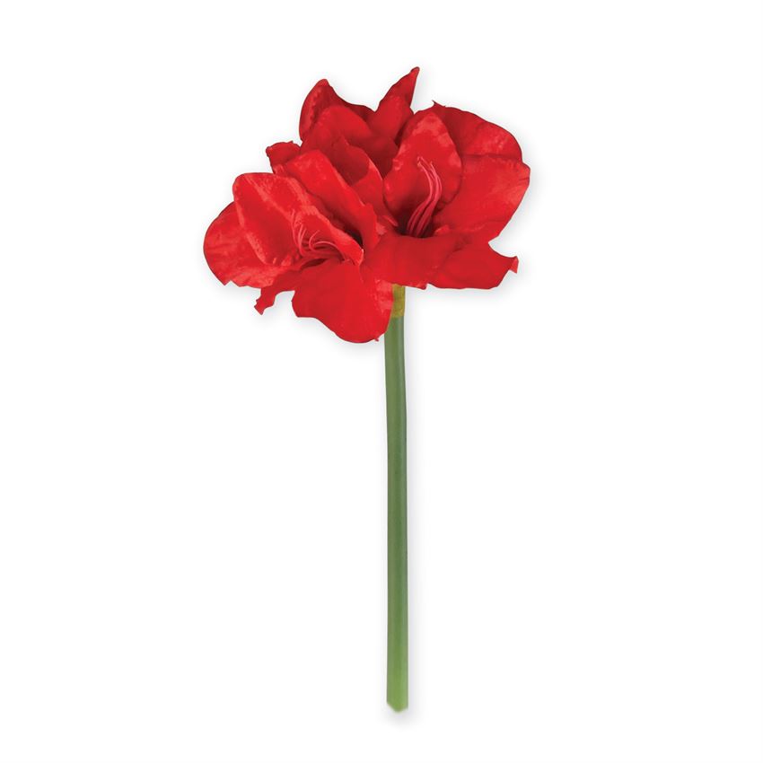 Red Christmas Amaryllis Blossom Stem | Putti Christmas