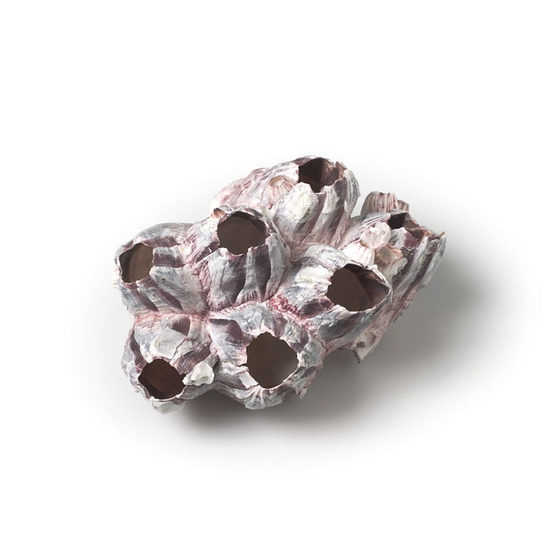 Small Barnacle, AC-Abbott Collection, Putti Fine Furnishings