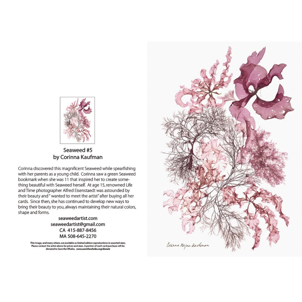 Seaweed Artist - Seaweed Art Greeting Cards #5