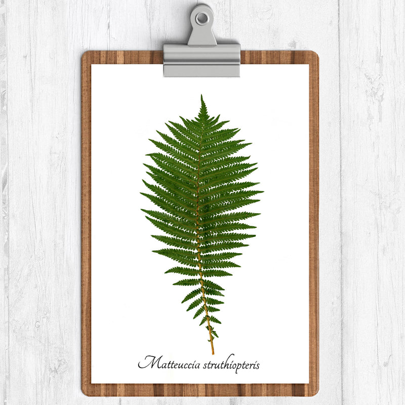 Ostrich Fern Botanical Print