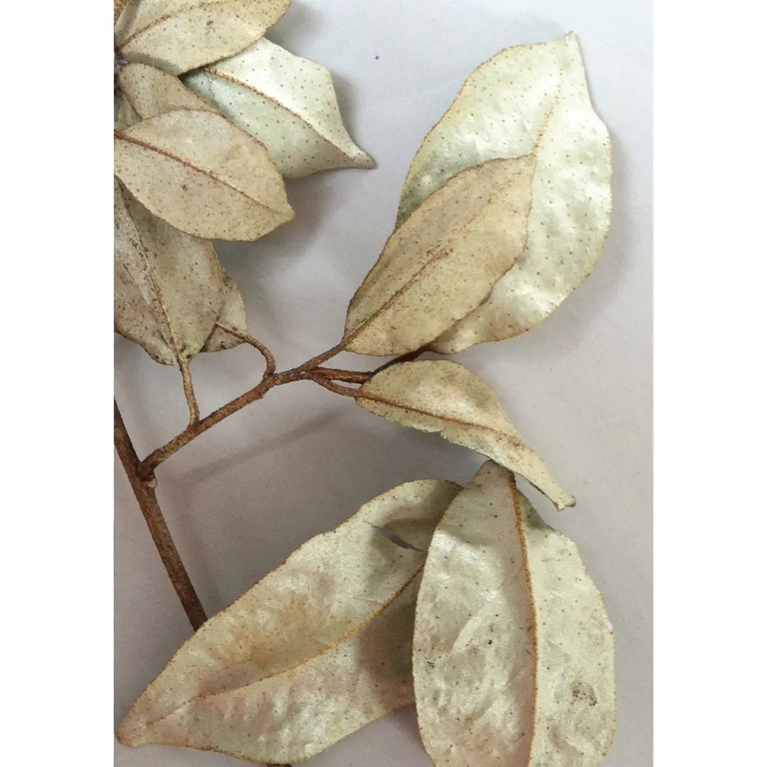 Botanical I Greeting Card