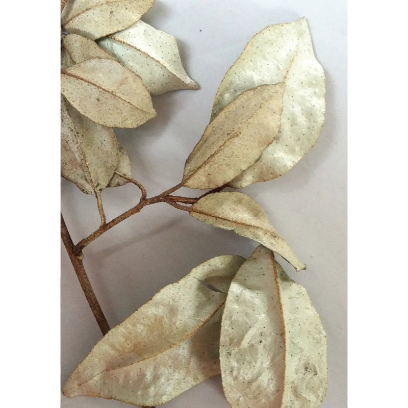 Botanical I Greeting Card