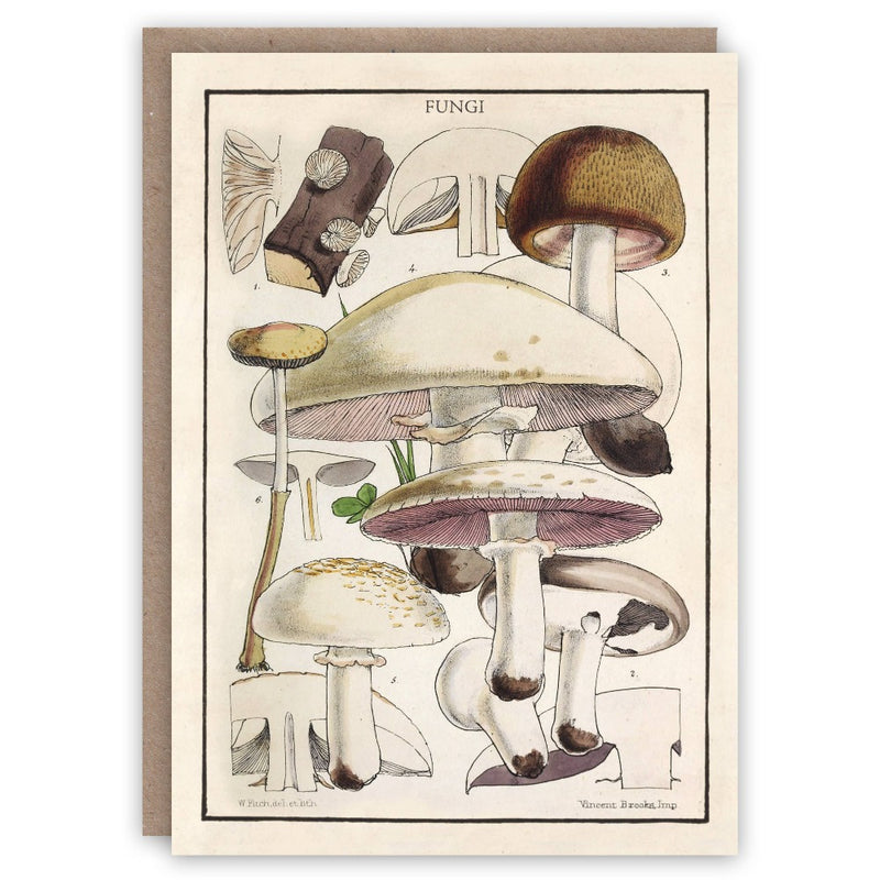 The Pattern Book Uk Fungi Greeting Card | Putti