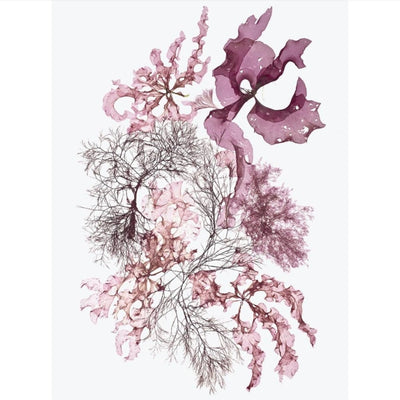 Seaweed Artist - Seaweed Art Greeting Cards #5