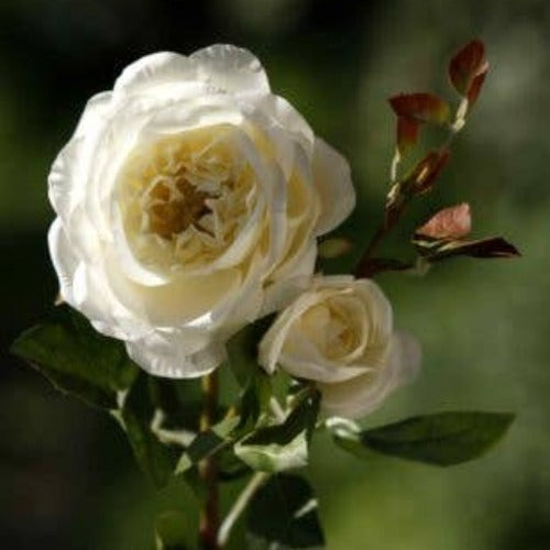 Ivory Old English Rose with Bud | Putti Fine Furnishings Canada
