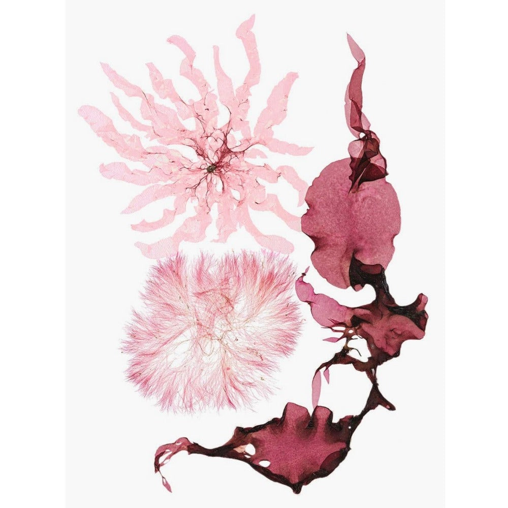 Seaweed Artist - Seaweed Art Greeting Cards Design #58