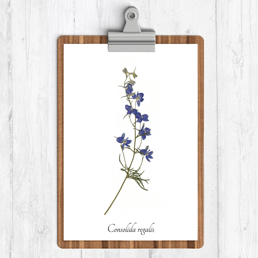 Rocket Larkspur Botanical Print