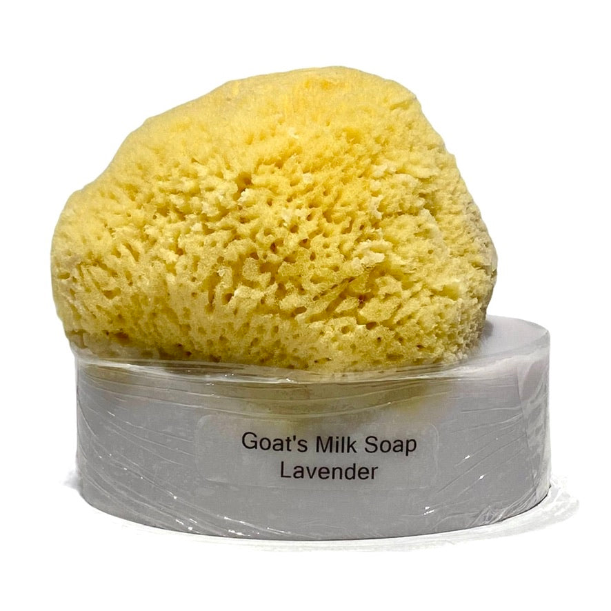Goats Milk & Olive Oil Soaps with Sea Sponge - Lavender | Putti Canada