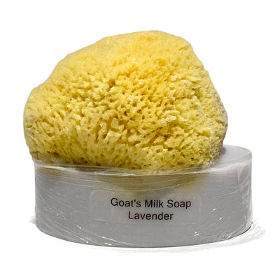 Goats Milk & Olive Oil Soaps with Sea Sponge - Lavender | Putti Canada