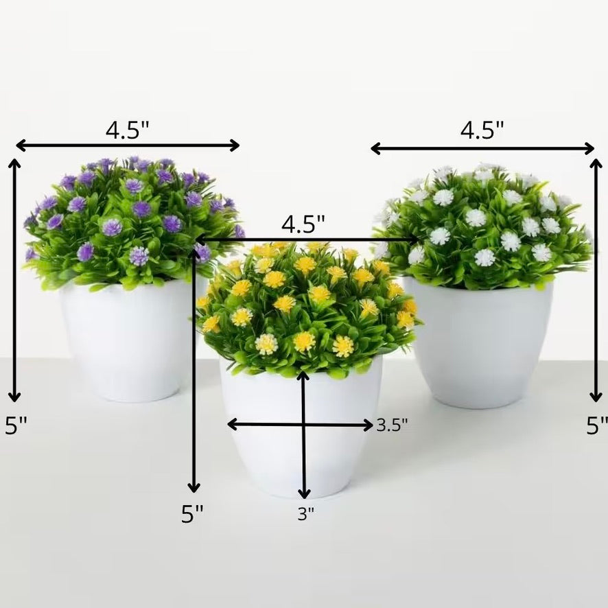 Button Flower in White Pot