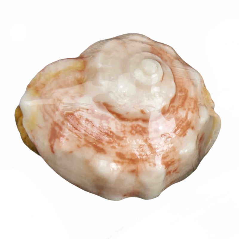 Conch Shell Soap with Natural Sea Sponge - Island Citrus
