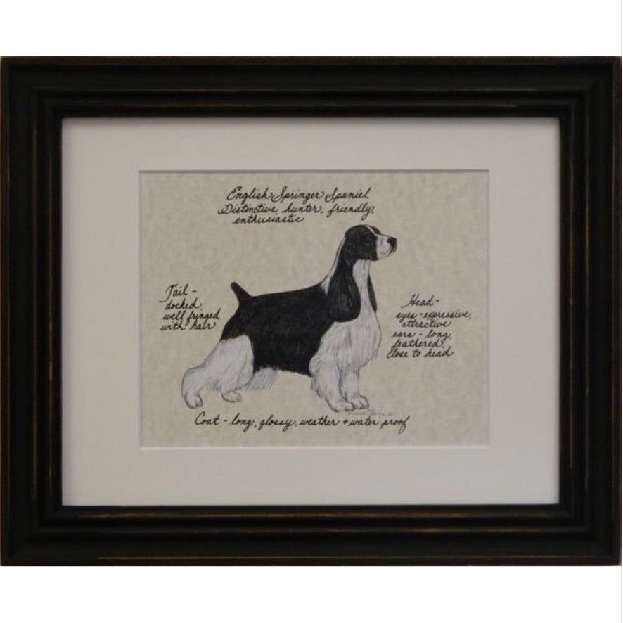 "English Springer Spaniel" Dog Breeds Framed Print | Putti Fine Furnishings 