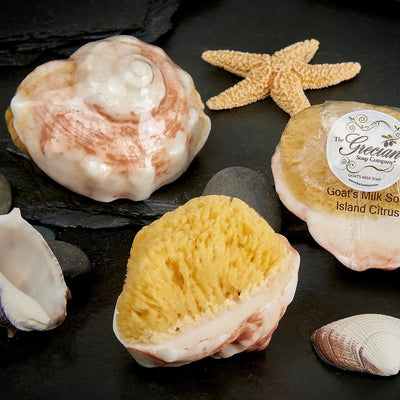 Conch Shell Soap with Natural Sea Sponge - Island Citrus | Putti