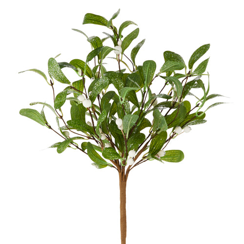 Mistletoe Bush