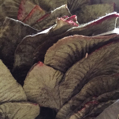 Miss Rose Sister Violet Velvet Leaves - Mid Green, MRSV-Miss Rose Sister Violet, Putti Fine Furnishings