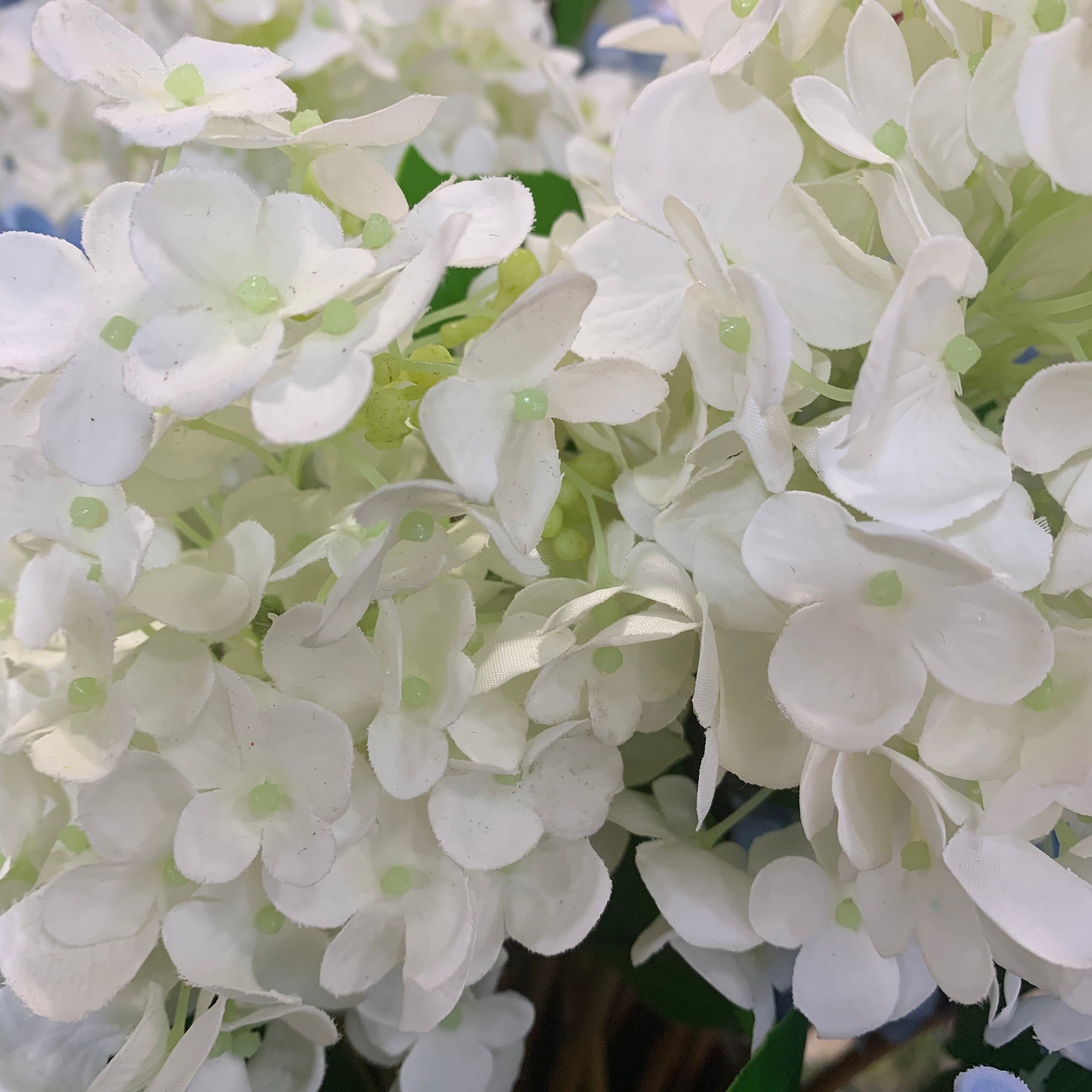 White Fresh Touch Hydrangea Stem
