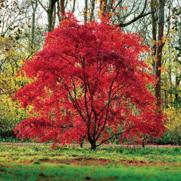Red Autumnal Tree Greeting Card | Putti fine Furnishings Canada