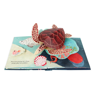 Up With Paper - Shells: A Pop-Up Book Of Wonder | Putti Fine Furnishings