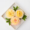 A' Maries Juliet’s Dream Garden Rose Sunset Soap Flower  | Putti Fine Furnishings