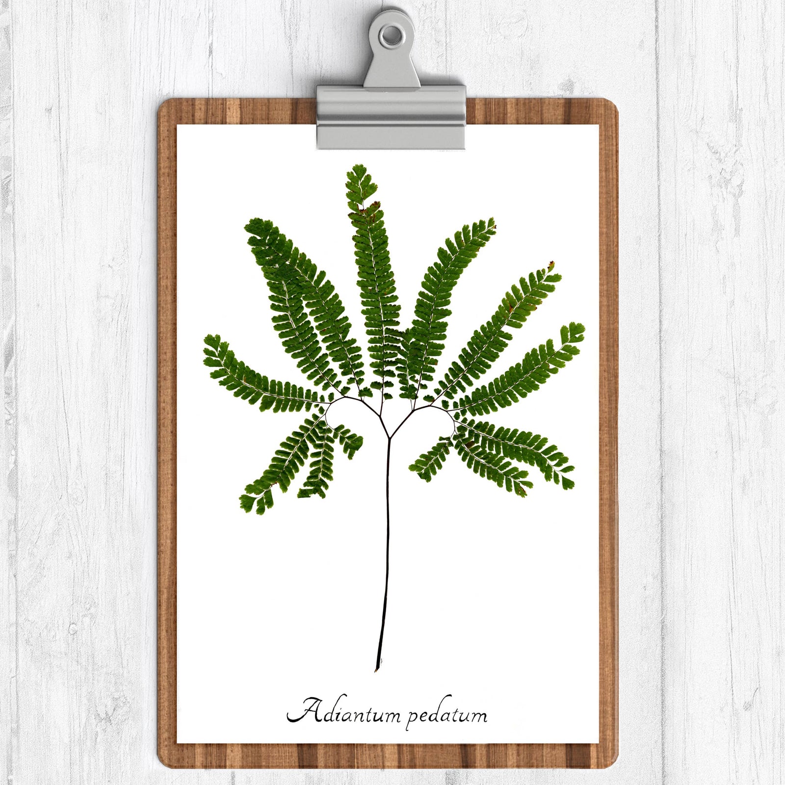 Maidenhair Fern Botanical Print