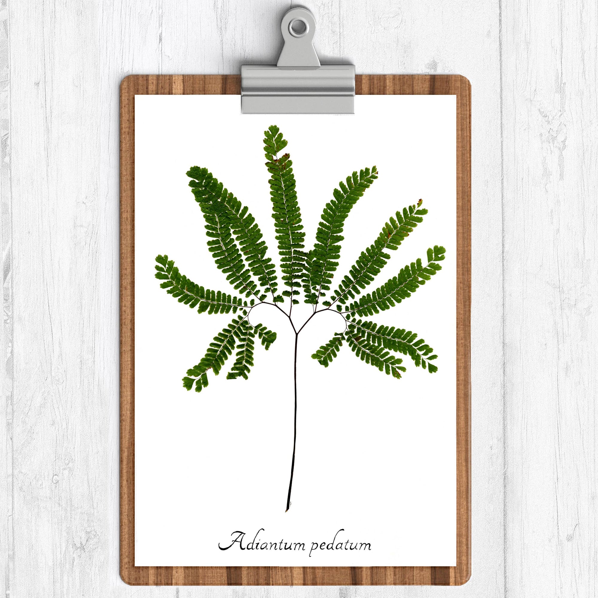 Maidenhair Fern Botanical Print