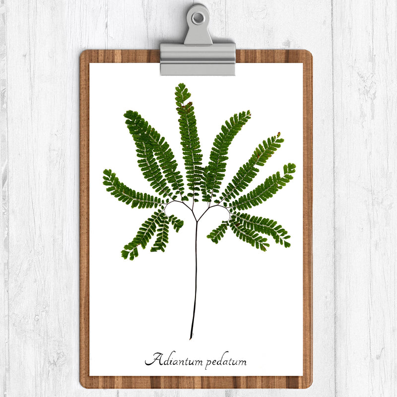 Maidenhair Fern Botanical Print