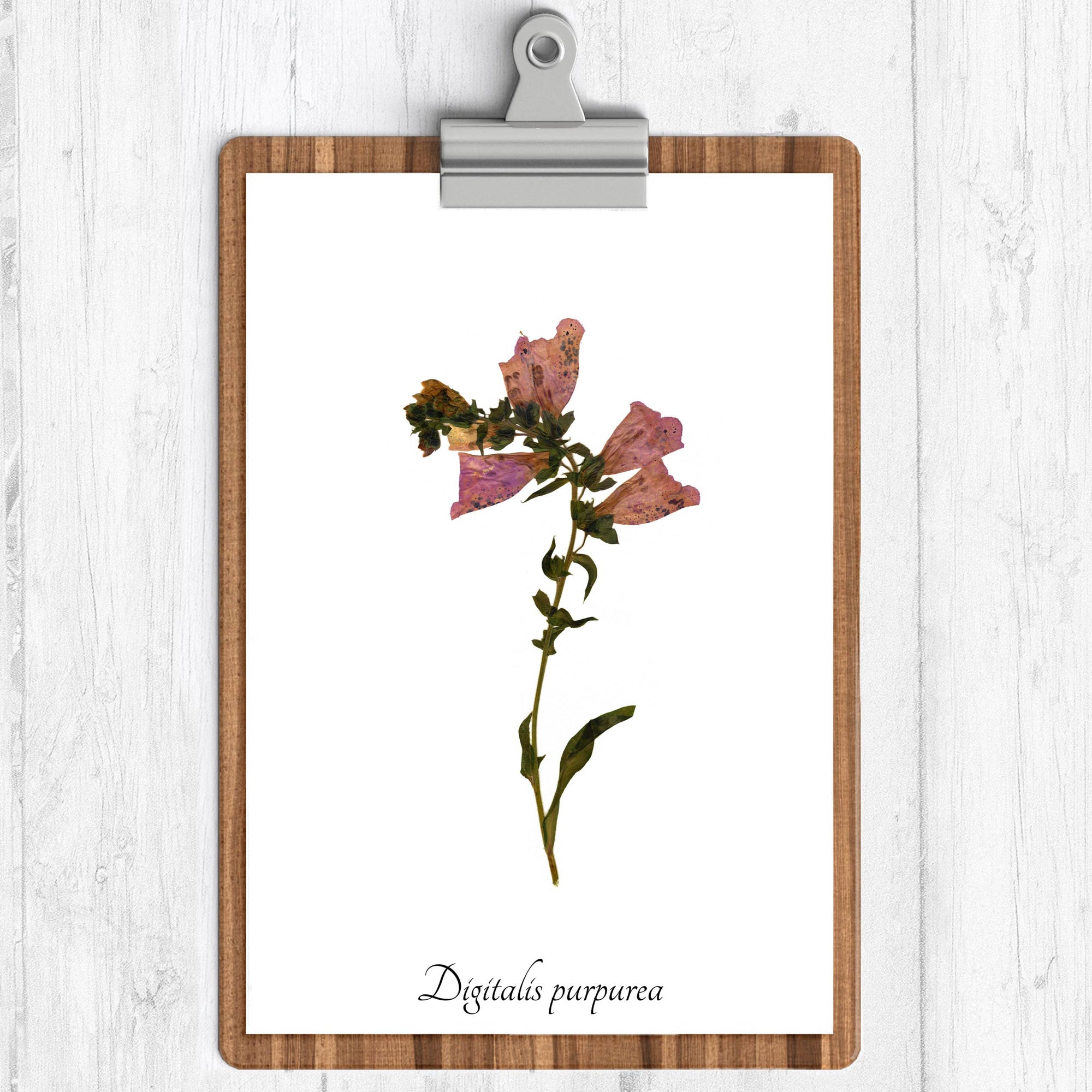 Foxglove Botanical Print