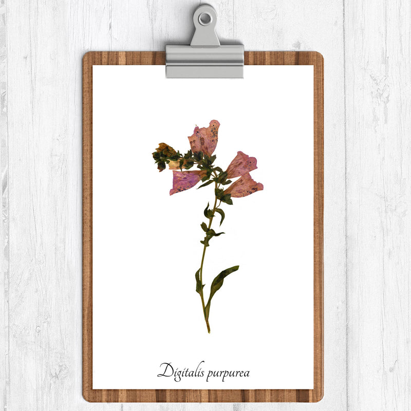 Foxglove Botanical Print