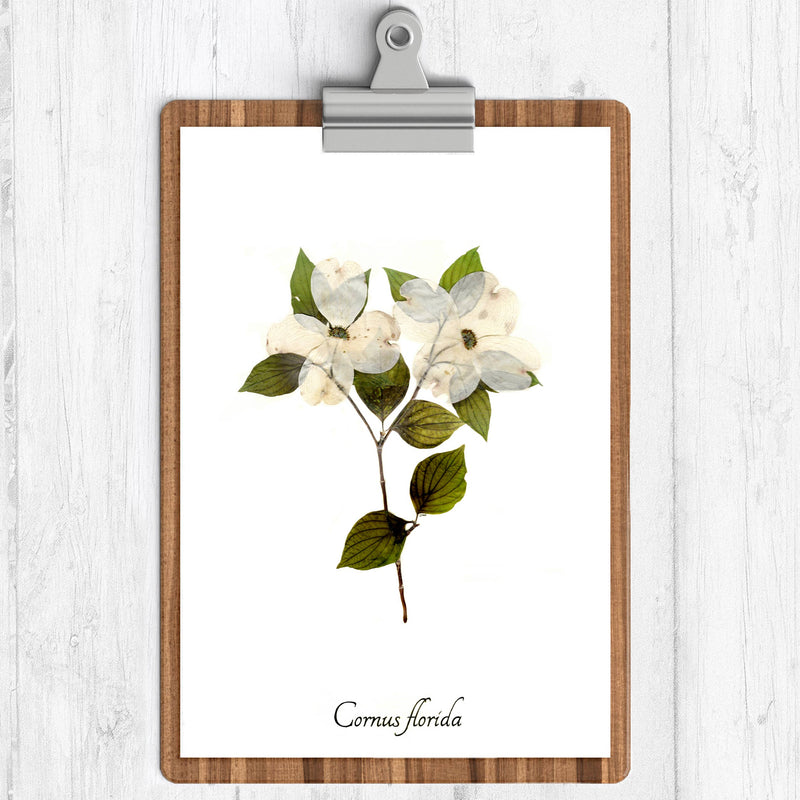 Dogwood Botanical Print
