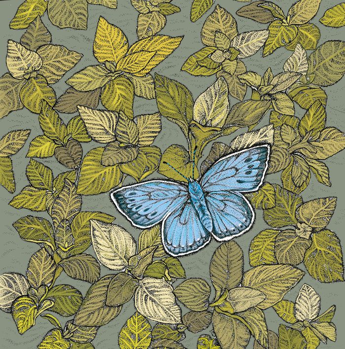 Fay's Studio Large Blue Butterfly Greeting Card | Putti Fine Furnishings Canada