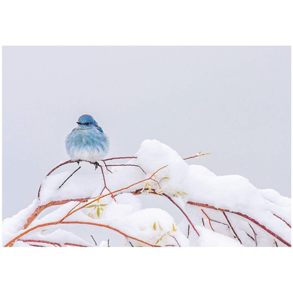 Blue Bird on Branches Boxed Christmas Cards | Putti Christmas Celebrations