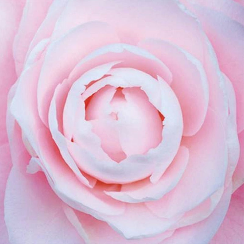 Pink Peony Greeting Card