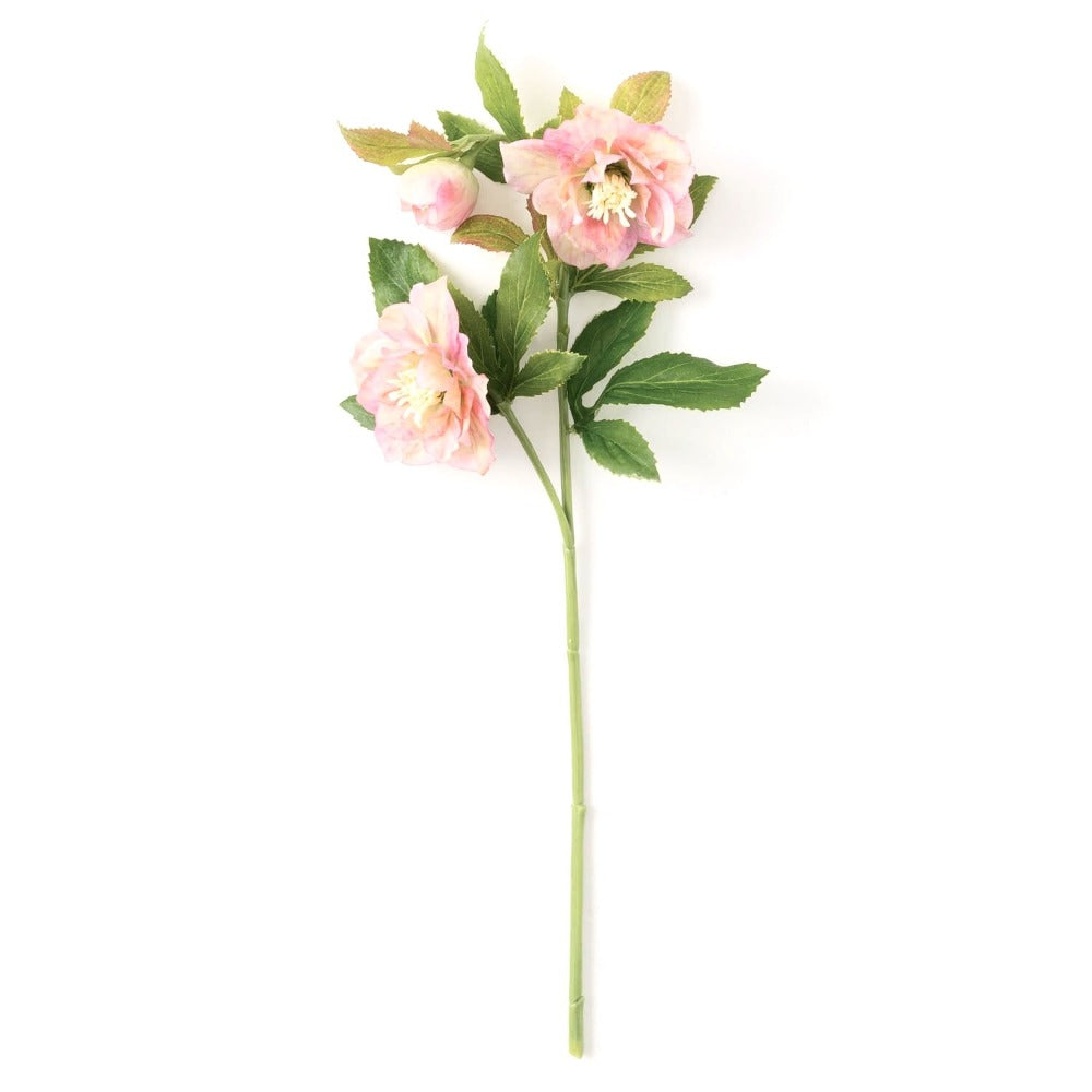 Pink Helleborus Stem