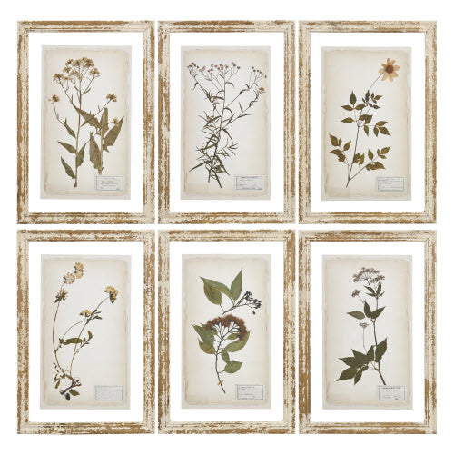 Pressed Flower Framed Prints