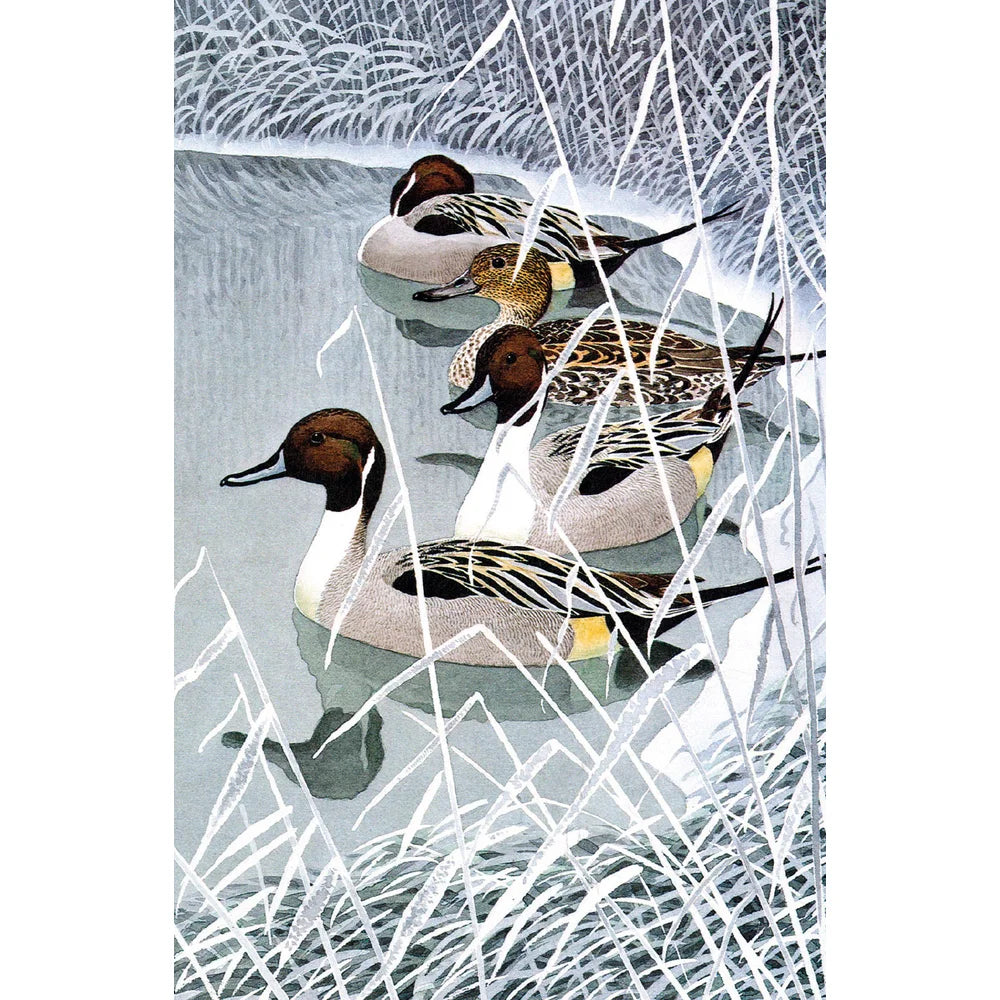 Museums & Galleries - Winter Birds Boxed Christmas Cards | Putti