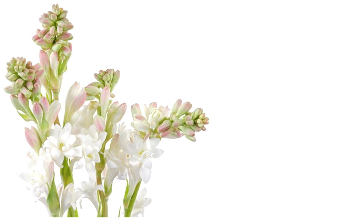 50%off Lothantique Tuberose