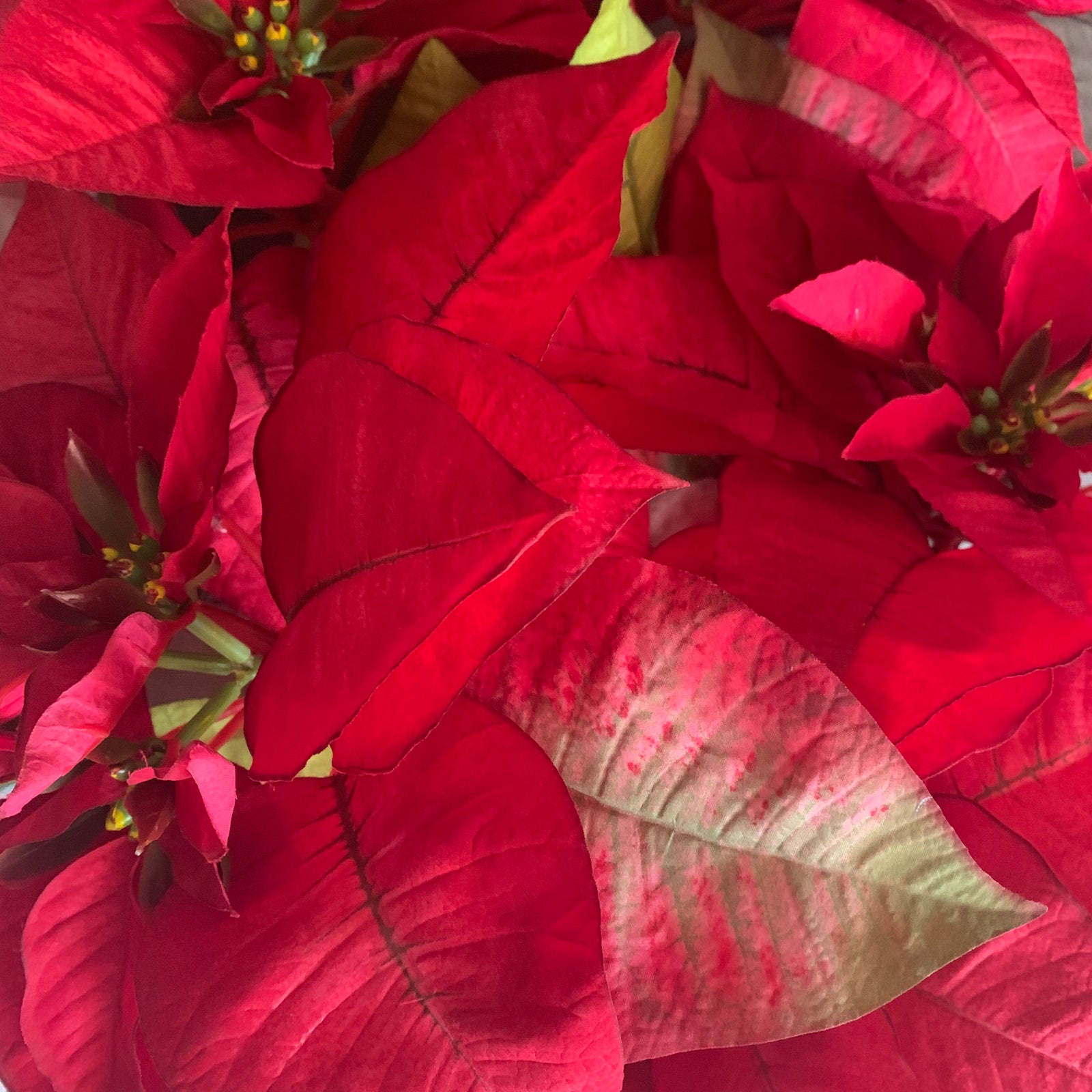 Christmas Artificial Flowers