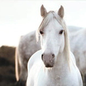 "Wild Horses" Series