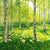Susan Entwistle Silver Birch Copse Greeting Card | Putti Celebrations 