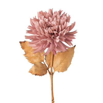 Pink Dahlia Stem | Putti Autumn Thanksgiving Decoration