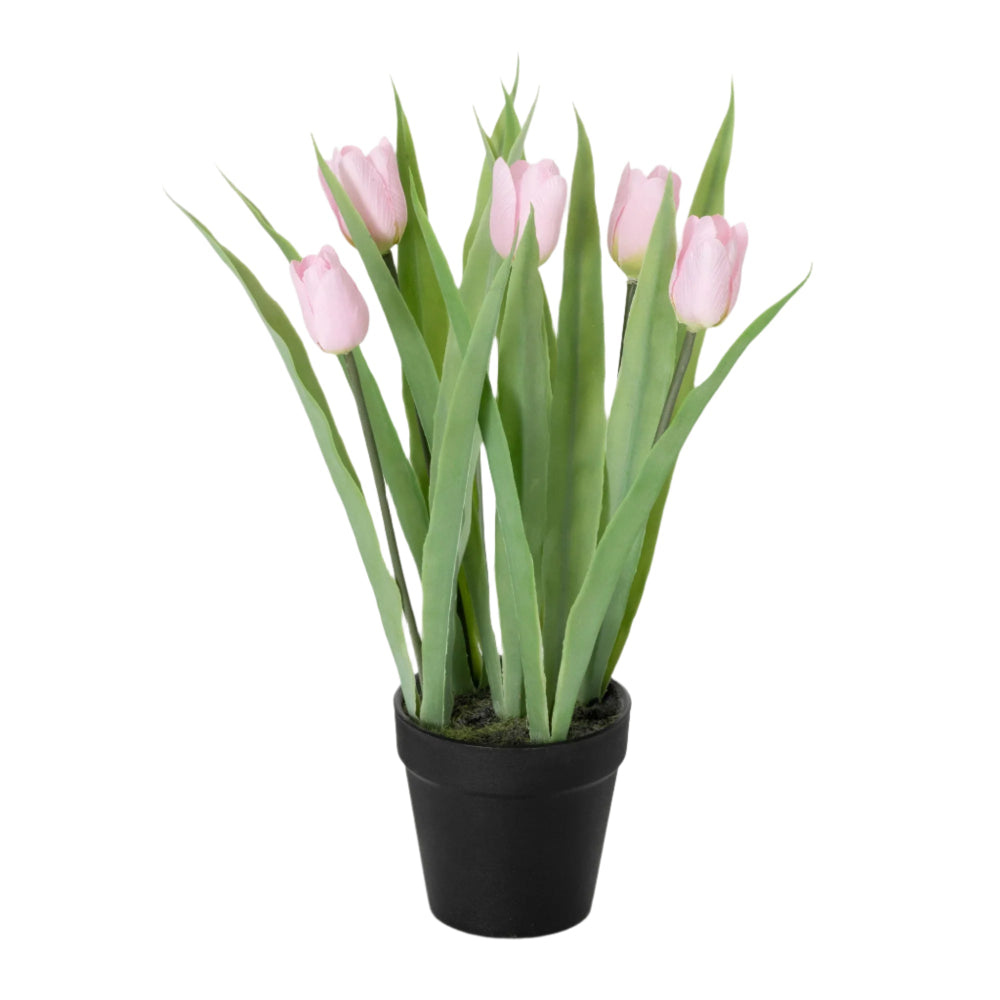 Sullivans Pink Potted Tulips | Putti Fine Furnishings 