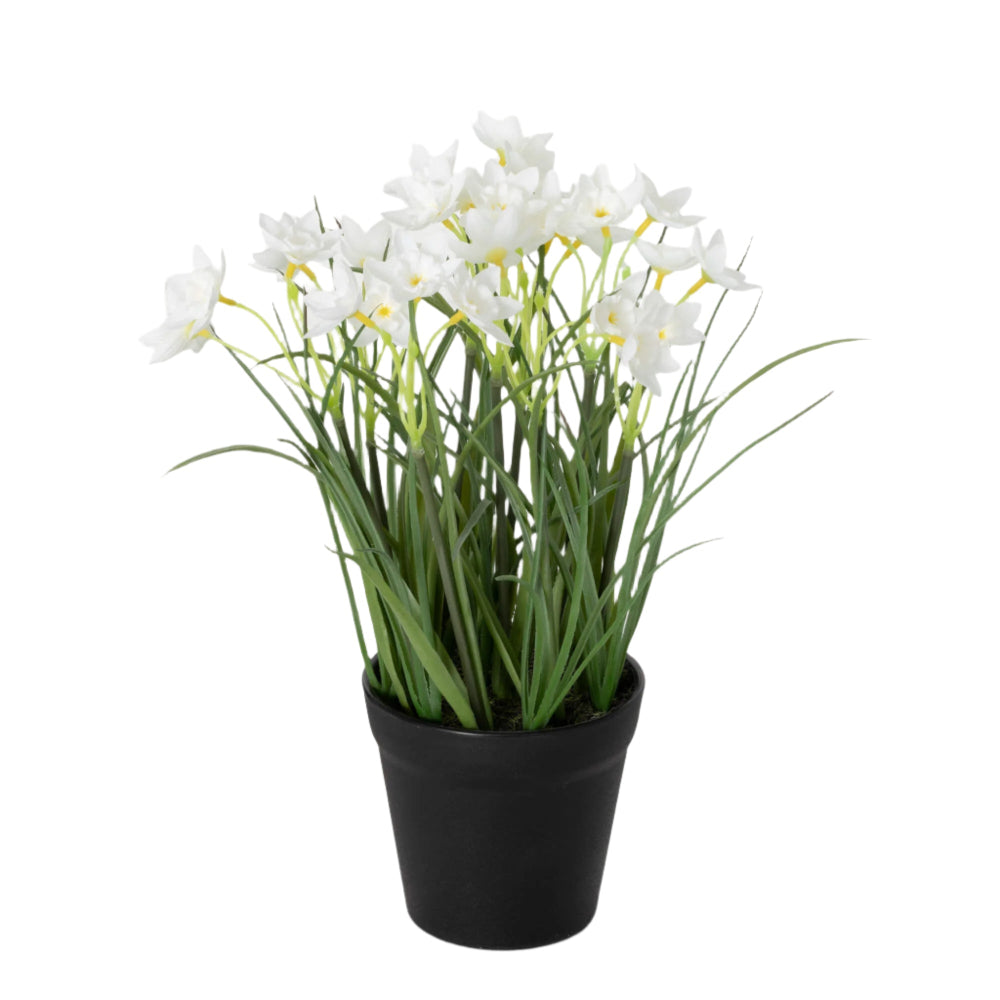 Sullivans White Potted Dafodills| Putti Fine Furnishings 
