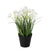 Sullivans White Potted Dafodills| Putti Fine Furnishings 